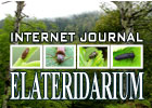ELATERIDARIUM