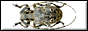 COLEOPTERA OF CENTRAL EUROPE