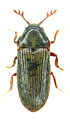 Aulonothroscus laticollis
