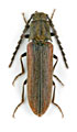 Campylomorphus homalisinus