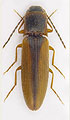 Dalopius marginatus