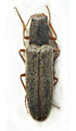 Neoathousius brancuccii