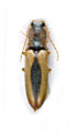 Neocardiophorus pilicornis
