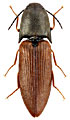 Sericus sulcipennis