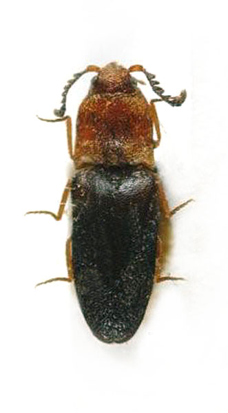 Adelocera omanensis
