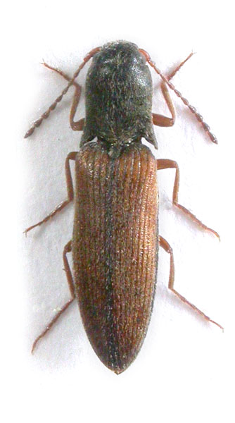 Agriotes infuscatus