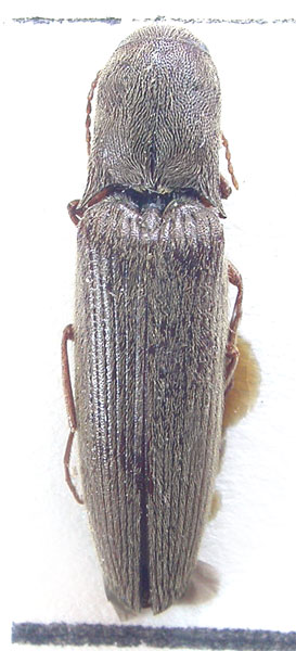 Agriotes weishanensis