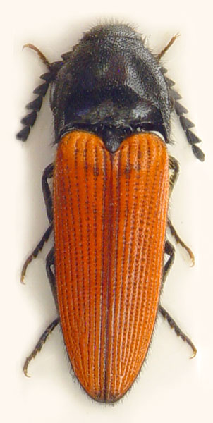 Ampedus forticornis