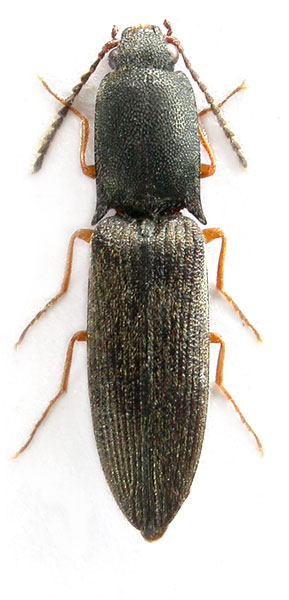 Corymbitodes yawuensis