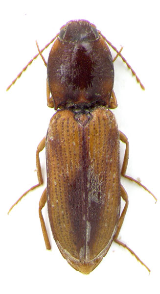Dicronychus kandaharensis