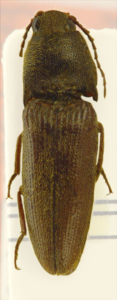 Melanotus plurimus