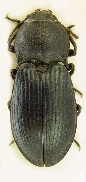 Selatosomus beysehiricus