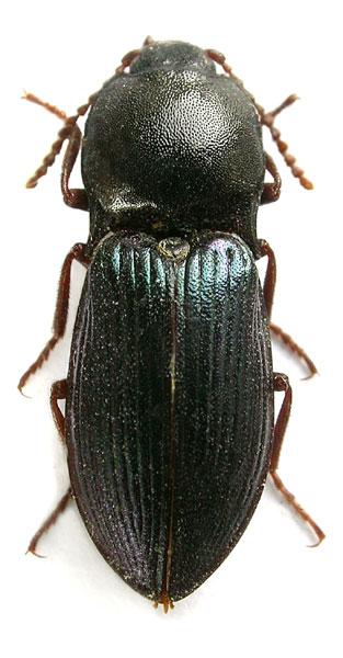 Selatosomus caucassicus