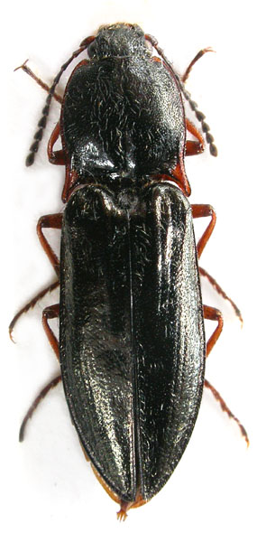 Sinophotistus sulcatus