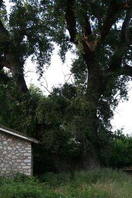 Agia Apostoli
Háj prastarých solitérních dubů v Agii Apostoli. 
Mots-clés: Preveza Agia Apostoli