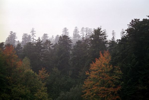 Bardejov, 1.10.2004
Lesy v okolí Kúpeľného potoka.


Schlüsselwörter: Bardejov Bardejovské Kúpele Kúpeľný potok