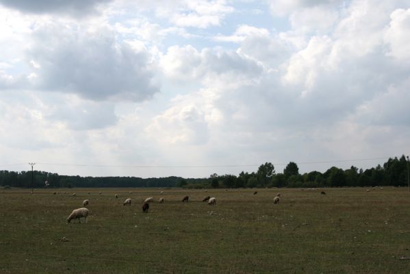 Běleč nad Orlicí, 2.9.2008
Rozsáhlá ovčí pastvina na záplavových lukách Orlice.
Mots-clés: Běleč nad Orlicí pastvina Orlice