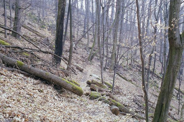 Budča, 28.3.2003
Boky - suťový les.



Keywords: Budča Boky Ampedus nigerrimus quadrisignatus praeustus