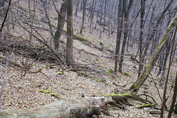 Budča, 28.3.2003
Boky - suťový les.


Klíčová slova: Budča Boky Ampedus nigerrimus quadrisignatus praeustus