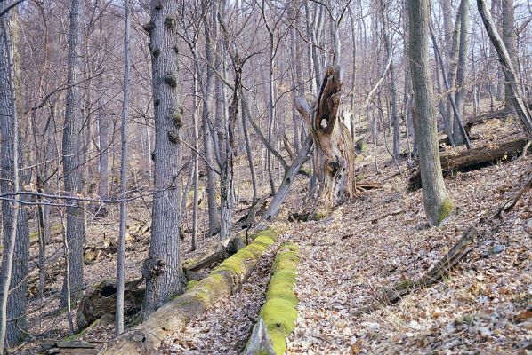 Budča, 28.3.2003
Boky - suťový les.

Keywords: Budča Boky Ampedus nigerrimus quadrisignatus praeustus Gnorimu variabilis