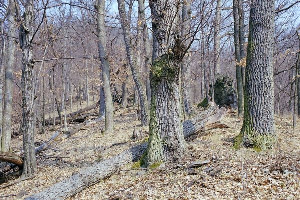 Budča, 28.3.2003
Boky - suťový les.


Schlüsselwörter: Budča Boky Limoniscus violaceus