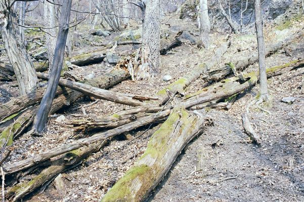 Budča, 28.3.2003
Boky - suťový les.


Schlüsselwörter: Budča Boky Ampedus praeustus quadrisignatus