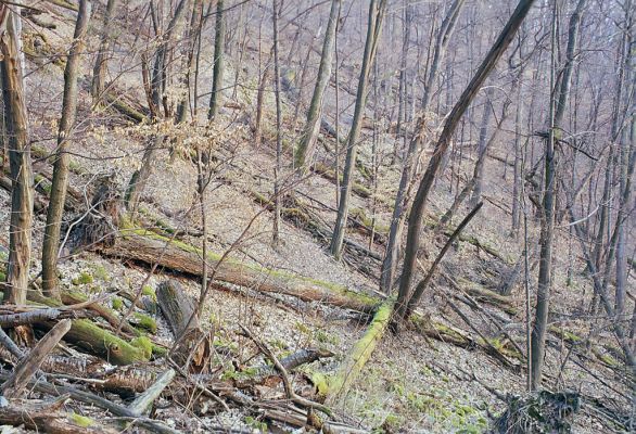 Budča, 28.3.2003
Boky - suťový les.


Klíčová slova: Budča Boky Ampedus nigerrimus praeustus quadrisignatus Gnorimus variabilis