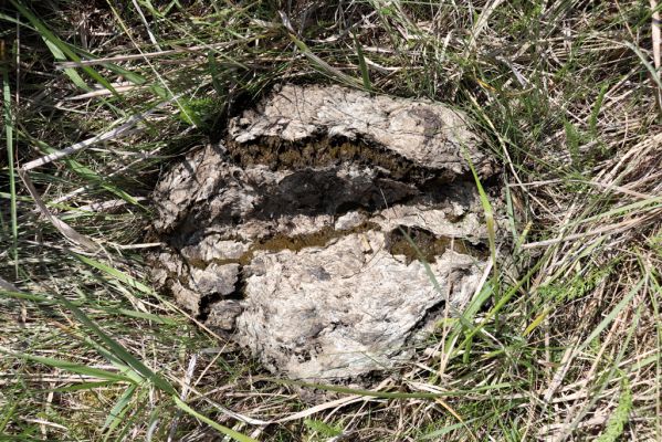 Břehy, 18.5.2019
Žernov - pastvina. Typ kravince vyhledávaný druhem Onthophagus taurus.
Klíčová slova: Břehy Žernov pastvina