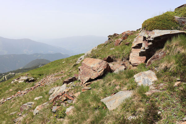 Bressanone-Afers, 21.6.2023
Mt. Plose - biotop kovaříků Anostirus reissi.
Klíčová slova: Trentino-Alto Adige Bressanone-Afers Mt. Plose Anostirus reissi