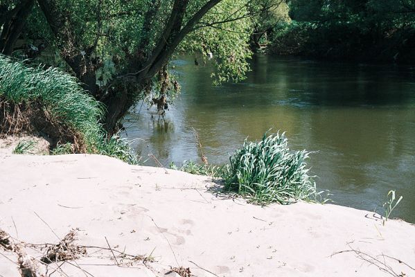 Bukovina, Labe, 1.5.2006
Písečný náplav na levém břehu Labe, mezi Bukovinou a Vysokou nad Labem.
Klíčová slova: Bukovina Labe písečná duna Negastrius pulchellus