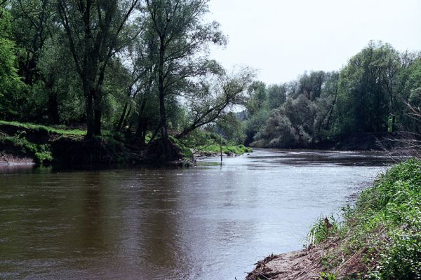 Bzenec-Přívoz, 6.5.2003
Rezervace Osypané břehy. Meandry řeky Moravy.
Schlüsselwörter: Bzenec-přívoz Morava