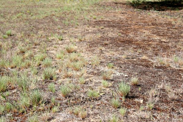 Bzenec-přívoz, 28.4.2008
Rezervace Váté písky. Písčitá půda pokrytá sporou stepní vegetací je biotopem kovaříka Cardiophorus asellus.
Mots-clés: Bzenec-přívoz Váté písky Cardiophorus asellus