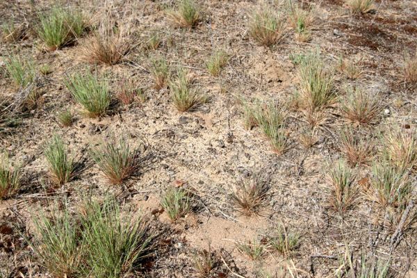 Bzenec-přívoz, 28.4.2008
Rezervace Váté písky. Písčitá půda pokrytá sporou stepní vegetací je biotopem kovaříka Cardiophorus asellus.
Klíčová slova: Bzenec-přívoz Váté písky Cardiophorus asellus