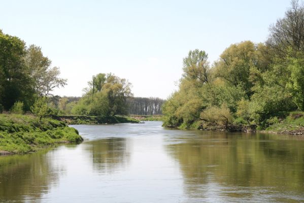 Bzenec-přívoz, řeka Morava, 28.4.2008
Rezervace Osypané břehy. 
Klíčová slova: Bzenec-přívoz Morava Osypané břehy