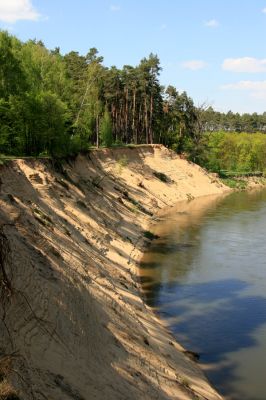 Bzenec-přívoz, řeka Morava, 28.4.2008
Rezervace Osypané břehy. Meandrující řeka Morava strhává břehy obrovské písečné duny, aby na své další pouti mohla ukládat na svých březích rozsáhlé písčité náplavy.
Schlüsselwörter: Bzenec-přívoz Morava Osypané břehy