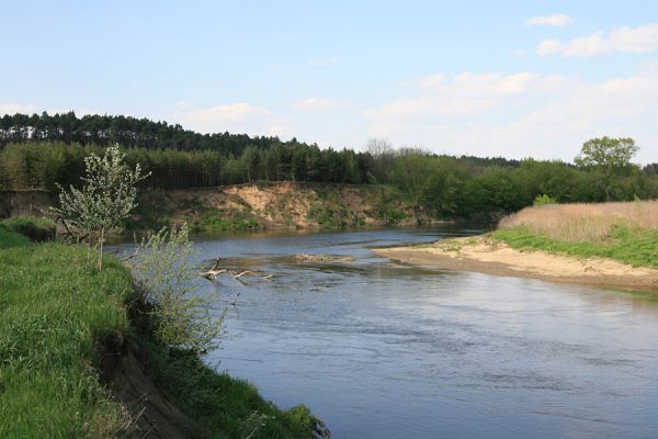 Bzenec-přívoz, řeka Morava, 28.4.2008
Rezervace Osypané břehy. 
Klíčová slova: Bzenec-přívoz Morava Osypané břehy