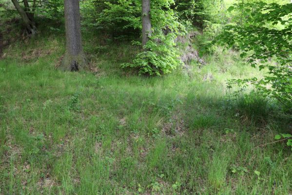 Černousy, 29.5.2020
Okraj lesa u Smědé - biotop kovaříka Agriotes pallidulus.
Klíčová slova: Černousy Agriotes pallidulus