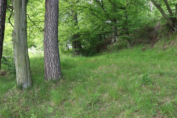 Černousy, 29.5.2020
Okraj lesa u Smědé - biotop kovařika Agriotes pallidulus.
Keywords: Černousy Agriotes pallidulus