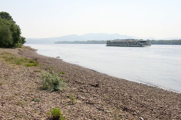 Chľaba, 5.6.2014
Břeh Dunaje před soutokem s Ipľa.
Keywords: Chľaba soutok Dunaj Ipeľ Zorochros quadriguttatus
