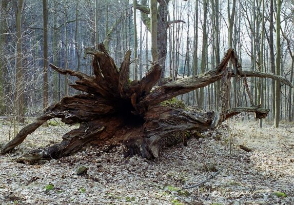 Choltice-zámecký park, 15.3.2003
Jeden z mnoha padlých choltických dubů.
Klíčová slova: Choltice