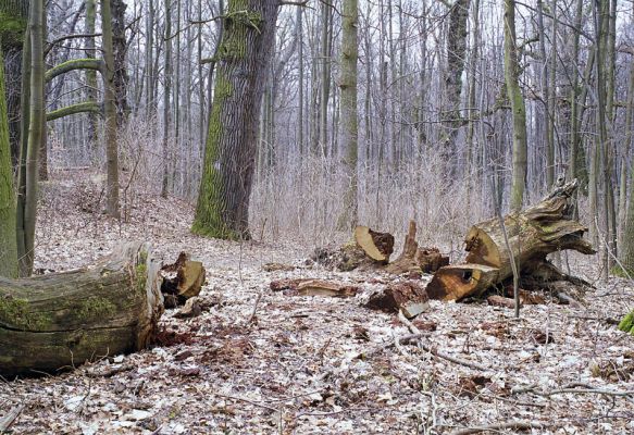 Choltice-zámecký park, 15.3.2003
Rozřezaný dub.
Klíčová slova: Choltice Ampedus nigerrimus