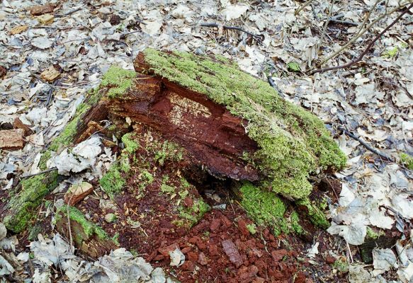 Choltice-zámecký park, 15.3.2003
Trouchnivé dřevo dubu, volně vystavené dešti - to je typický biotop vymírajícího kovaříka Ampedus nigerrimus. 
Klíčová slova: Choltice Ampedus nigerrimus