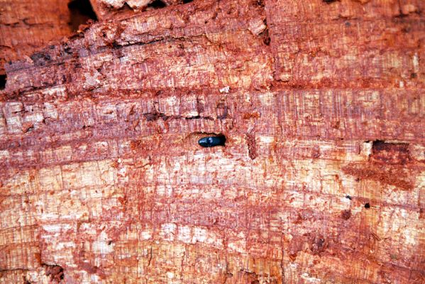 Choltice, 28.3.2004
Choltická obora. Trouchnivý kmen třešně osídlený kovaříky Ampedus nigerrimus.


Klíčová slova: Choltice Choltická obora Ampedus nigerrimus