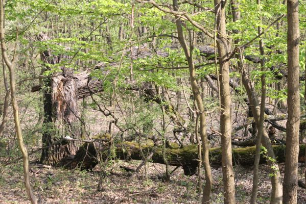 Šahy, 13.4.2016
Zarůstající pastevní les na severozápadním svahu vrchu Drieňok.
Klíčová slova: Šahy Drieňok pastevní les