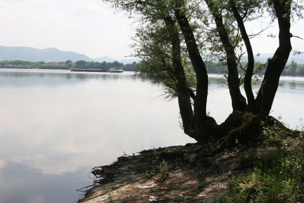 Chľaba, 6.5.2014
Na soutoku řek Ipeľu a Dunaje
Mots-clés: Chľaba Ipeľ Dunaj