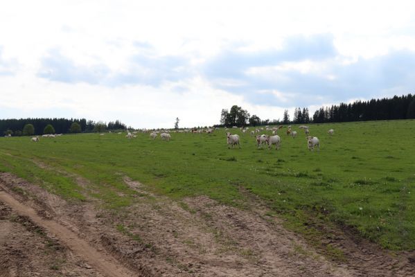 Horní Adršpach, 1.6.2019
Pastvina u Krčmova.
Klíčová slova: Horní Adršpach Krčmov pastvina
