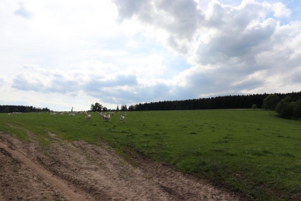 Horní Adršpach, 1.6.2019
Pastvina u Krčmova.
Klíčová slova: Horní Adršpach Krčmov pastvina