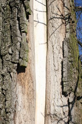 Opatovice-Hrozná-24.2.2008
Odumřelé dřevo pomalu trouchniví a je postupně osídlováno různými druhy hmyzu.
Klíčová slova: Opatovice Hrozná slepé rameno topol