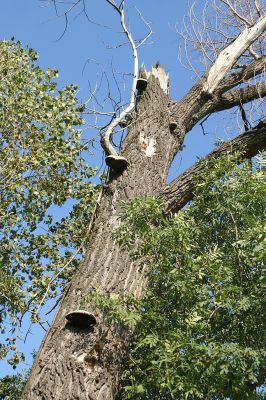 Opatovice-Hrozná, 25.8.2007
Trouchnivějící dřevo starých topolů hostí mnoho forem života.
Keywords: Opatovice Hrozná slepé rameno topol houby Cucujus
