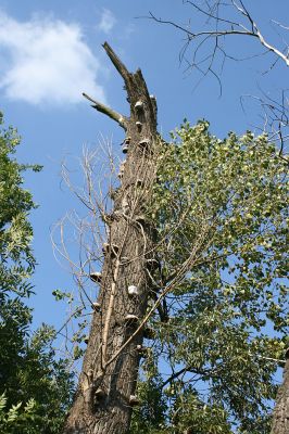 Opatovice-Hrozná, 25.8.2007
Trouchnivějící dřevo starých topolů hostí mnoho forem života.
Klíčová slova: Opatovice Hrozná slepé rameno topol houby Cucujus
